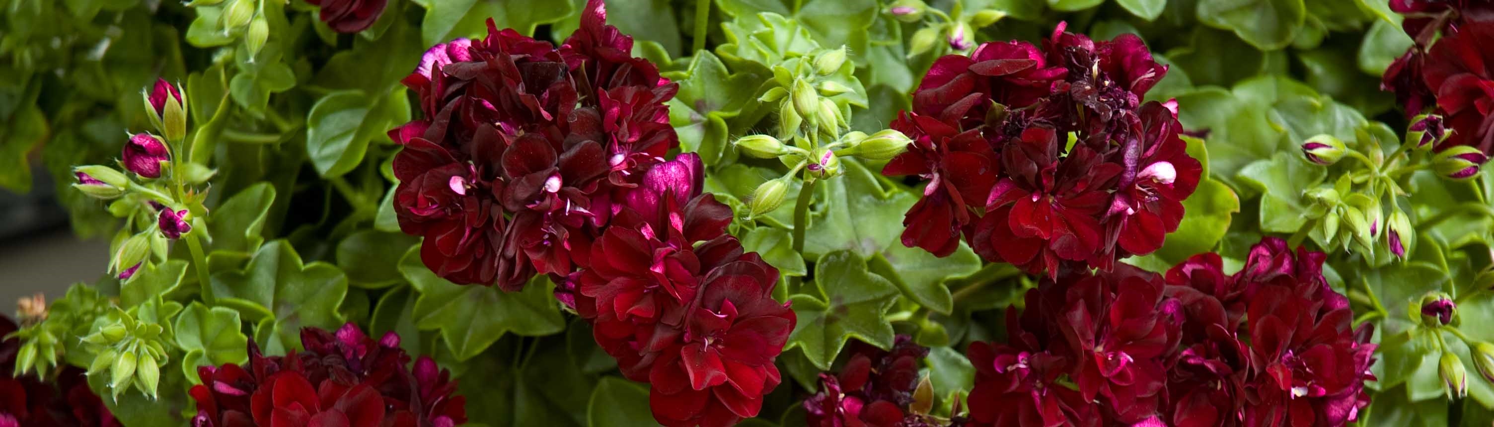 Pelargonium Tom Cat320091119-DSC_5404pel.jpg